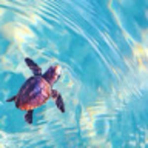 Meet your Posher, Destinee